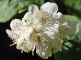 Philadelphus coronarius