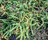 Salicornia perennans. Цветущее растение. Якутия (Саха), южные окр. г. Якутска, солончак. 15.08.2012.