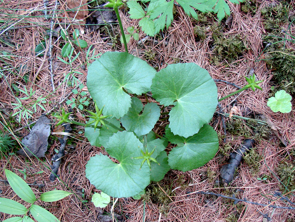 Изображение особи Caltha palustris.