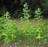 Mentha longifolia