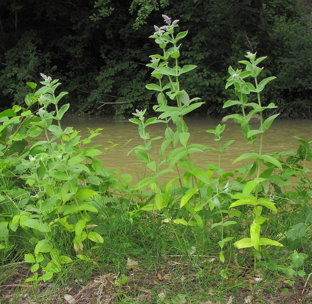 Изображение особи Mentha longifolia.