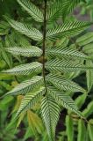 Sorbaria sorbifolia