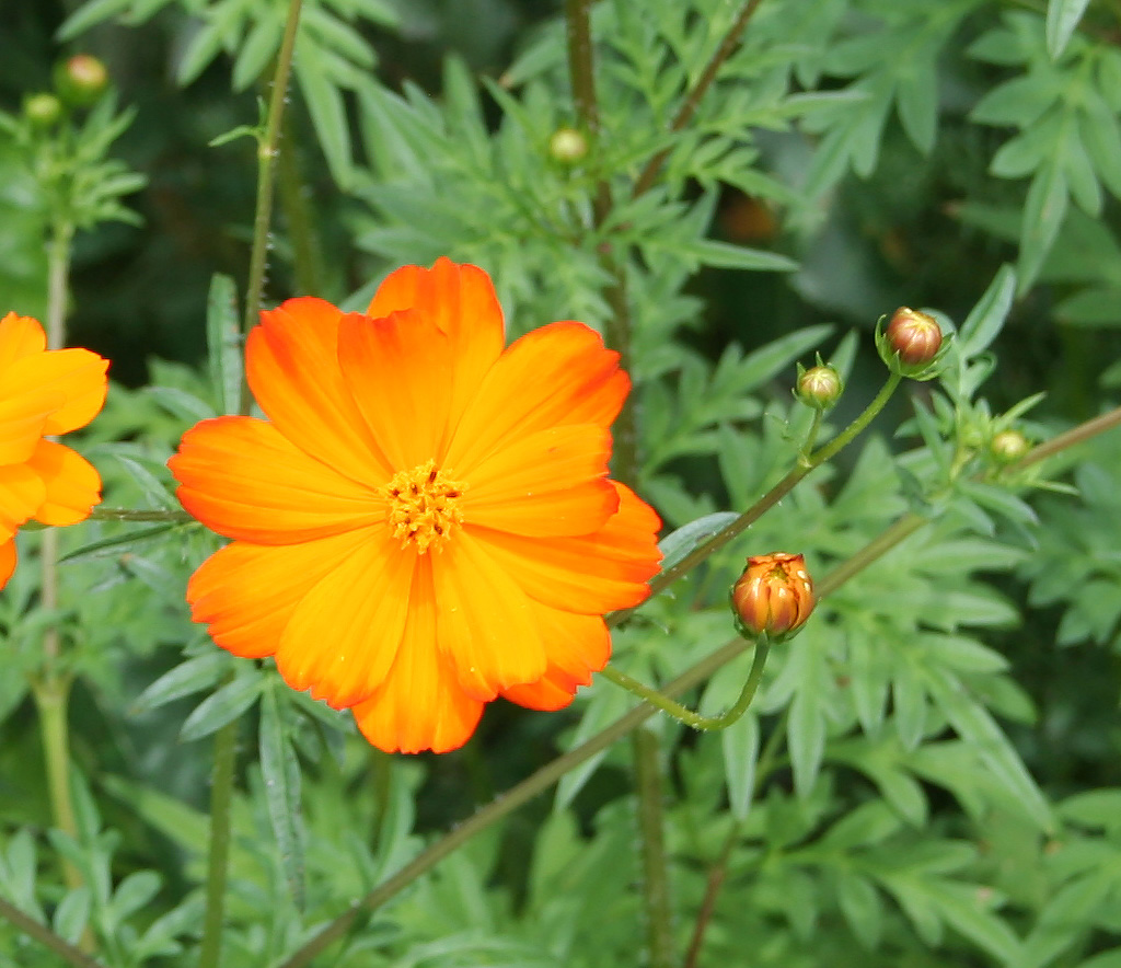 Image of Cosmos sulphureus specimen.