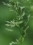 Poa pratensis