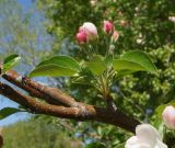 Malus domestica подвид cerasifera. Часть ветви с нераскрывшимся соцветием. Восточный Казахстан, г. Усть-Каменогорск, сквер возле ВК техн. университета, в культуре. 05.05.2015.