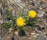 genus Taraxacum. Цветущее растение. Иркутская обл., Ольхонский р-н, окр. базы Чара, берег оз. Байкал. 26.06.2014.