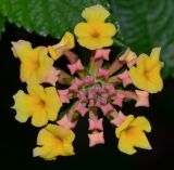 Lantana camara