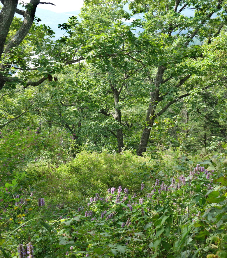 Image of Agastache rugosa specimen.