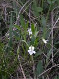 Viola accrescens