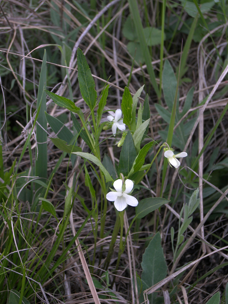 Изображение особи Viola accrescens.