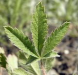 Potentilla astracanica