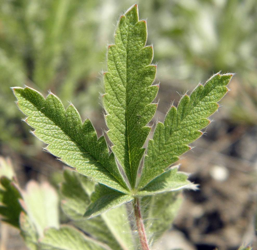 Image of Potentilla astracanica specimen.