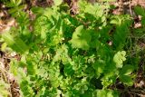 Astragalus glycyphyllos