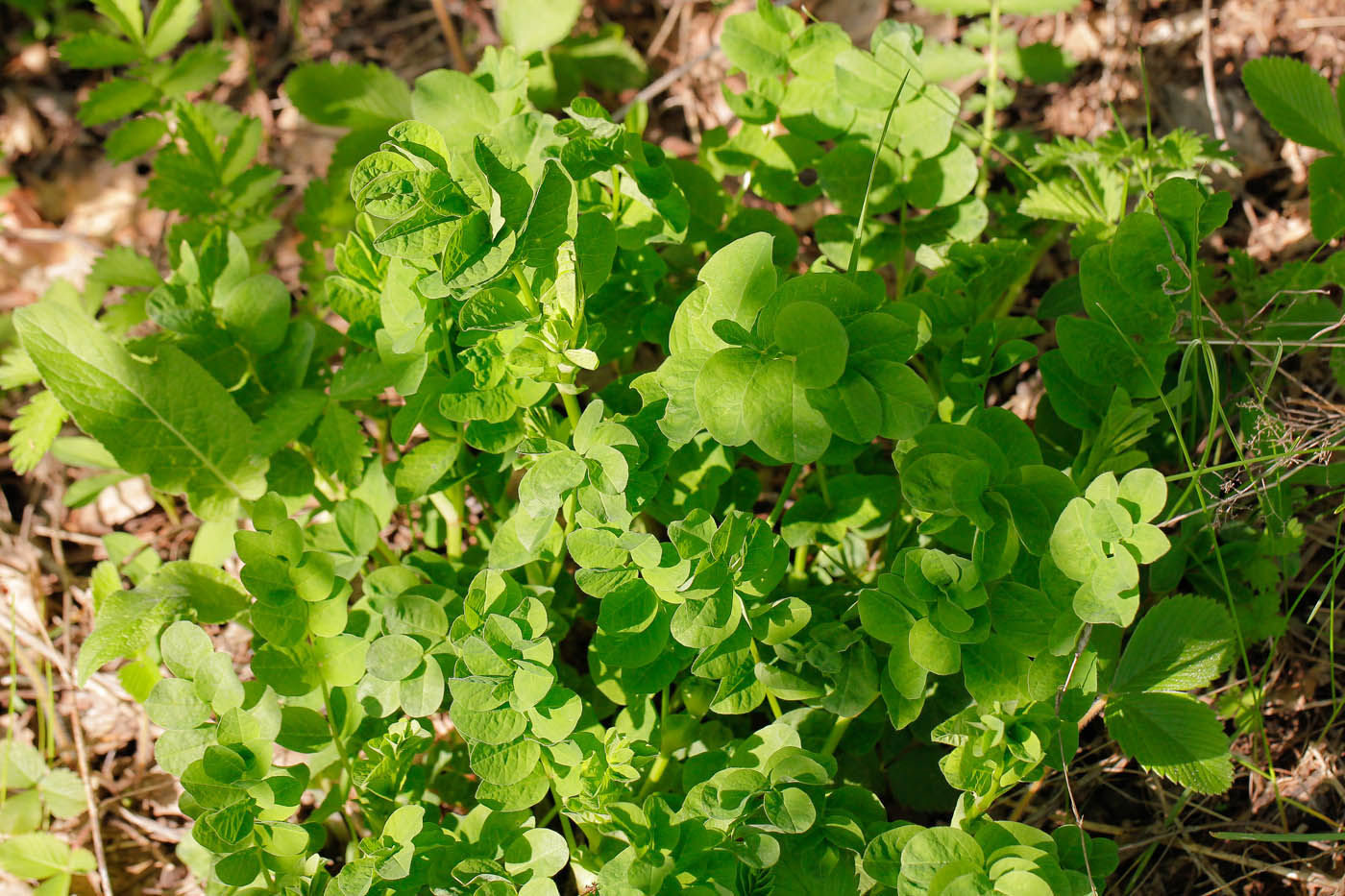 Изображение особи Astragalus glycyphyllos.