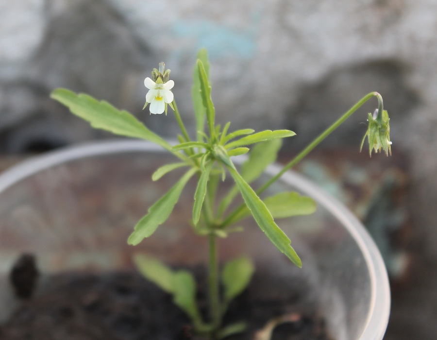 Image of Viola arvensis specimen.