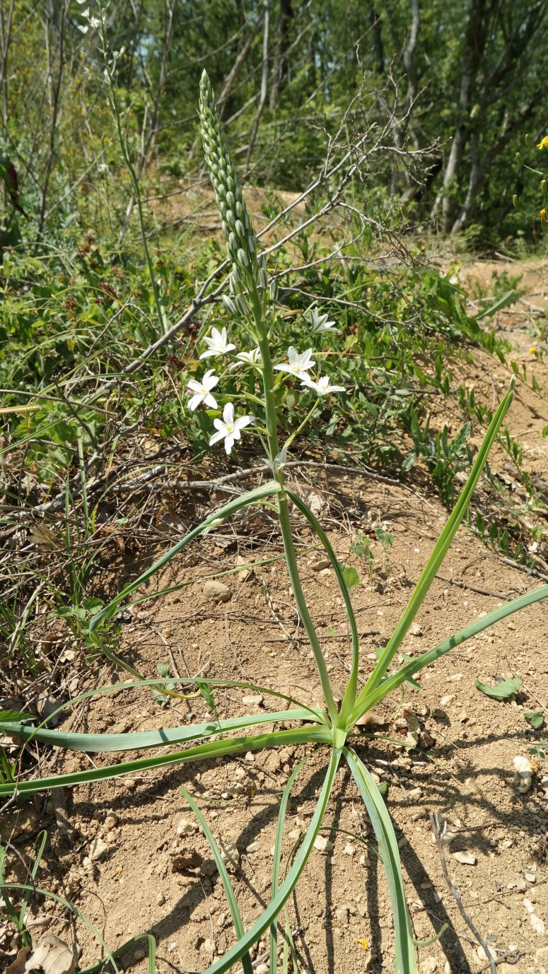 Изображение особи Ornithogalum ponticum.