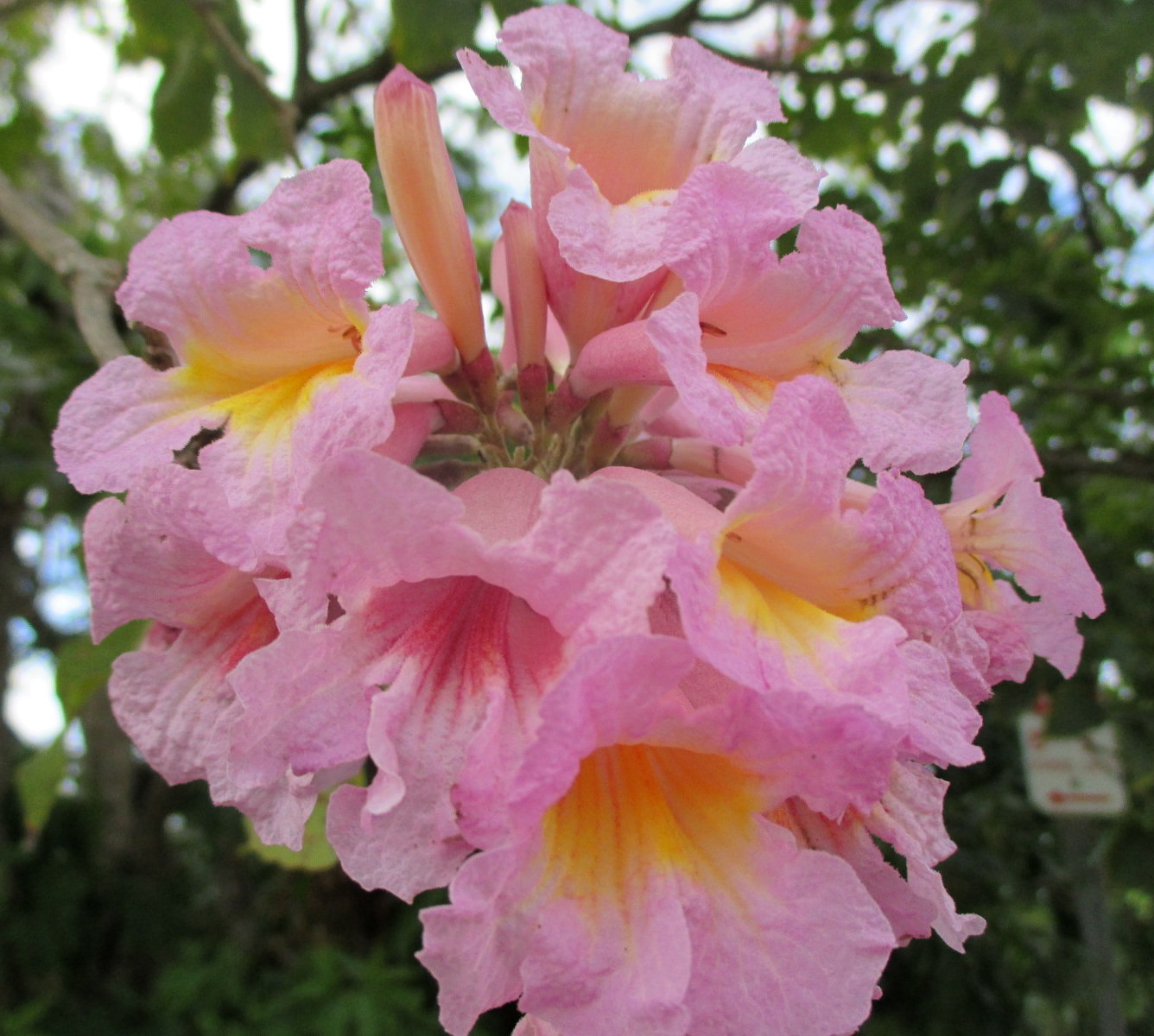 Image of Tabebuia impetiginosa specimen.