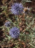 Echinops meyeri