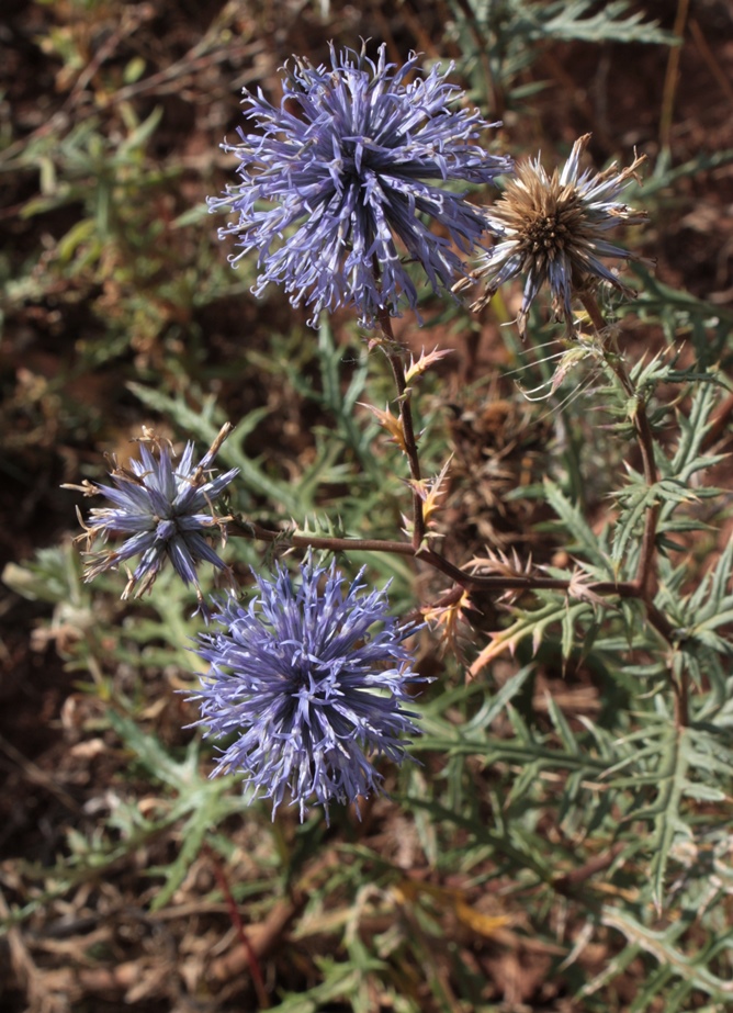 Изображение особи Echinops meyeri.