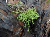 Dianthus chinensis