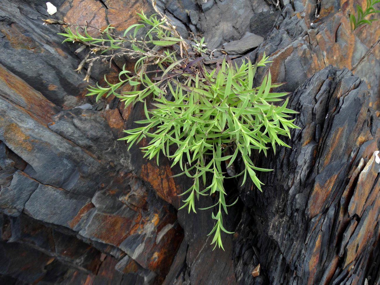 Image of Dianthus chinensis specimen.