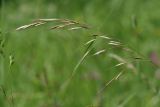 Helictotrichon pubescens. Соцветие. Санкт-Петербург, Пушкинский р-н, Павловский парк, разнотравный луг. 23.06.2016.