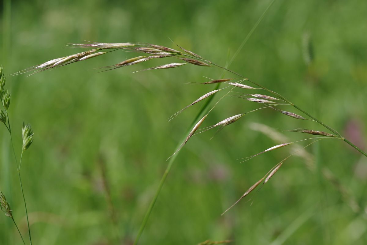 Image of Helictotrichon pubescens specimen.