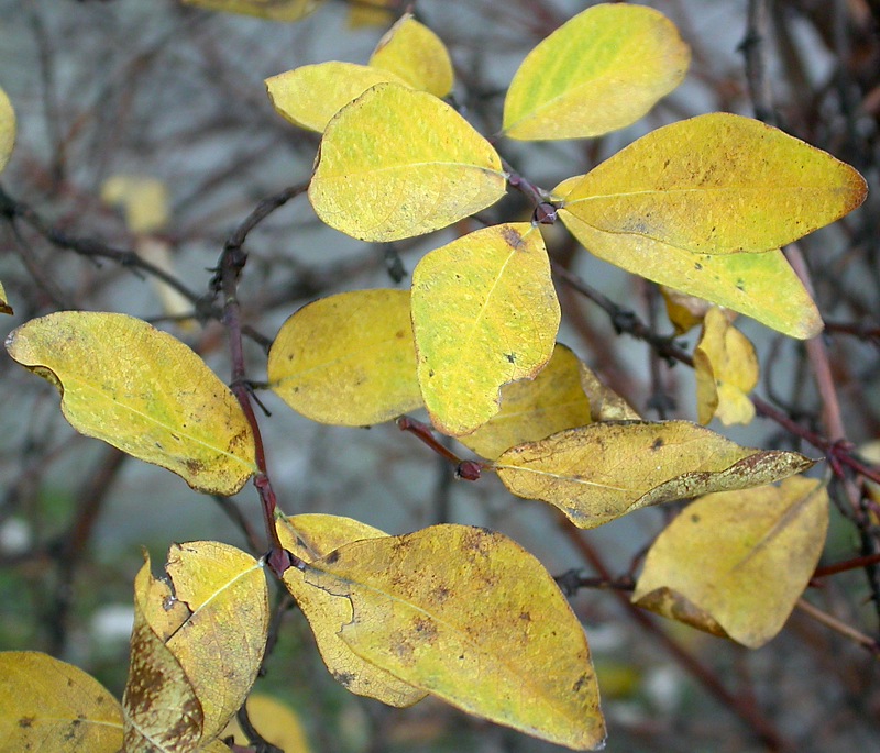 Image of Lonicera caerulea specimen.