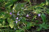 Campanula patula