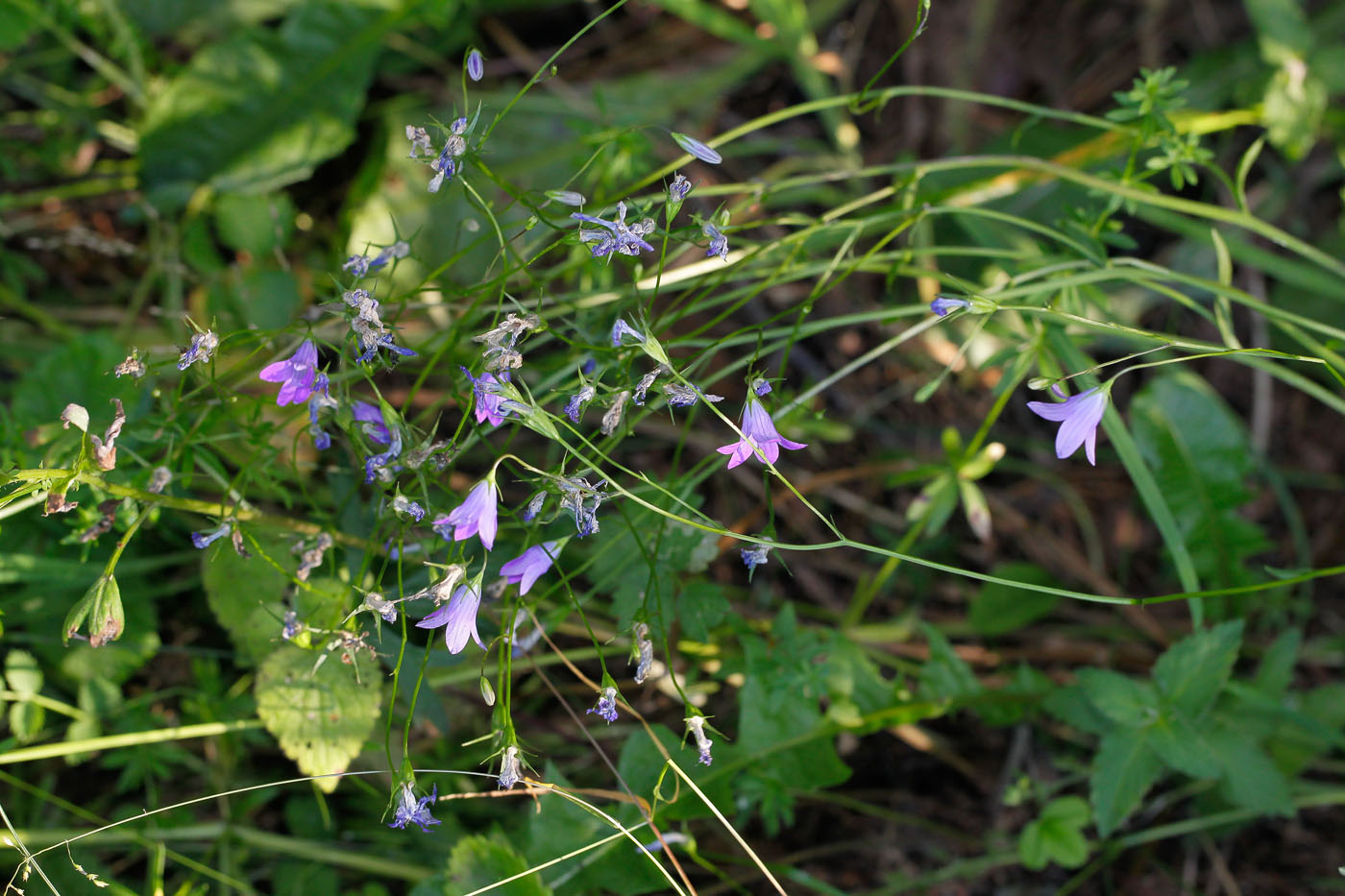 Изображение особи Campanula patula.