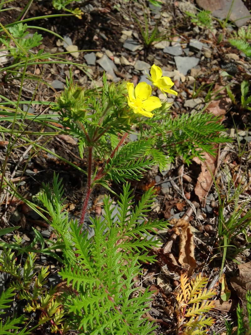 Image of Potentilla chinensis specimen.