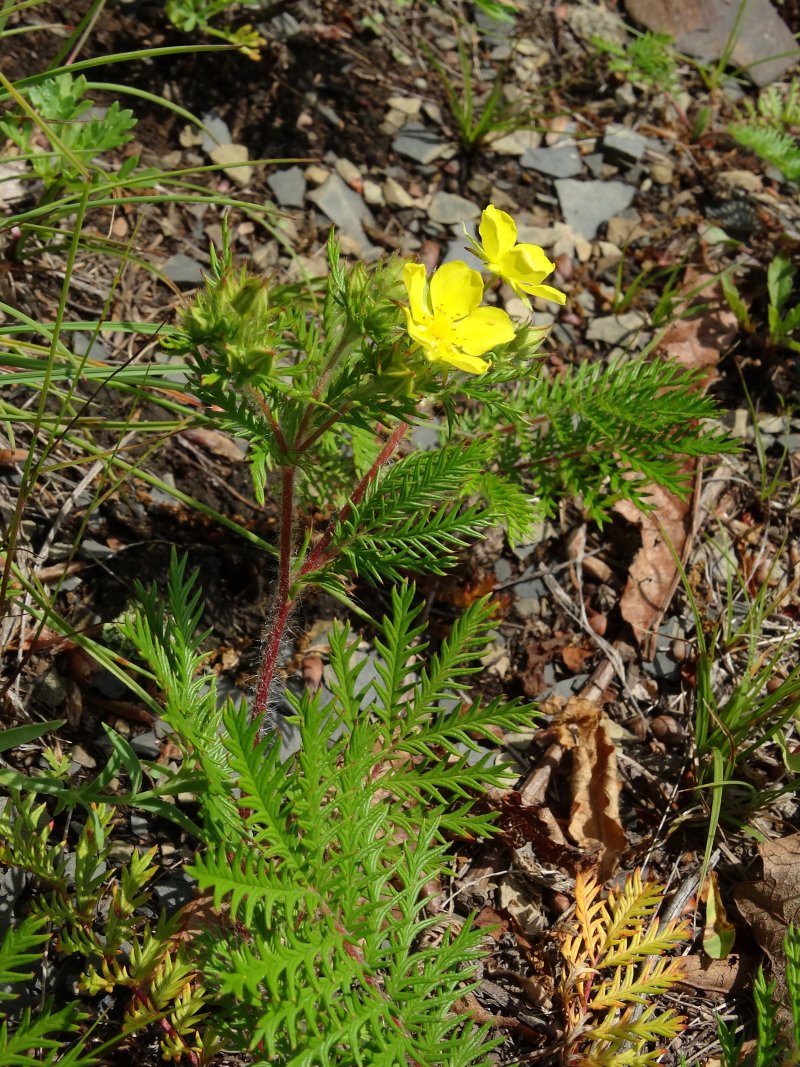 Изображение особи Potentilla chinensis.