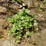 Ranunculus trachycarpus