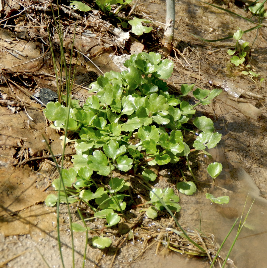 Image of Ranunculus trachycarpus specimen.