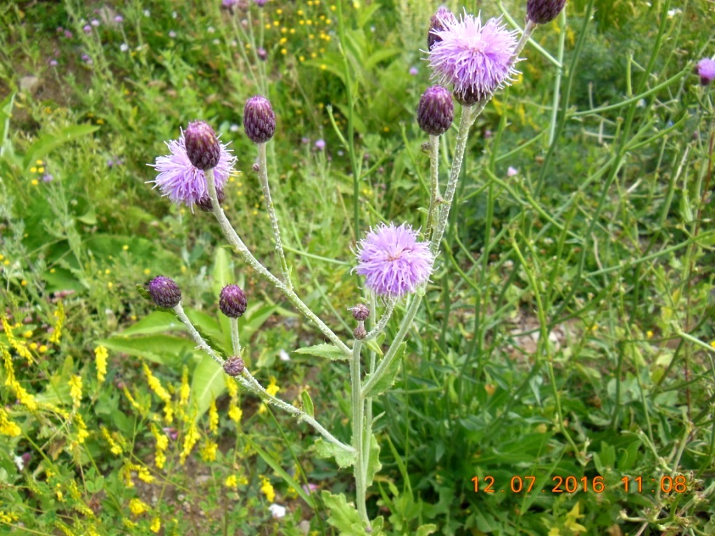 Image of Cirsium incanum specimen.