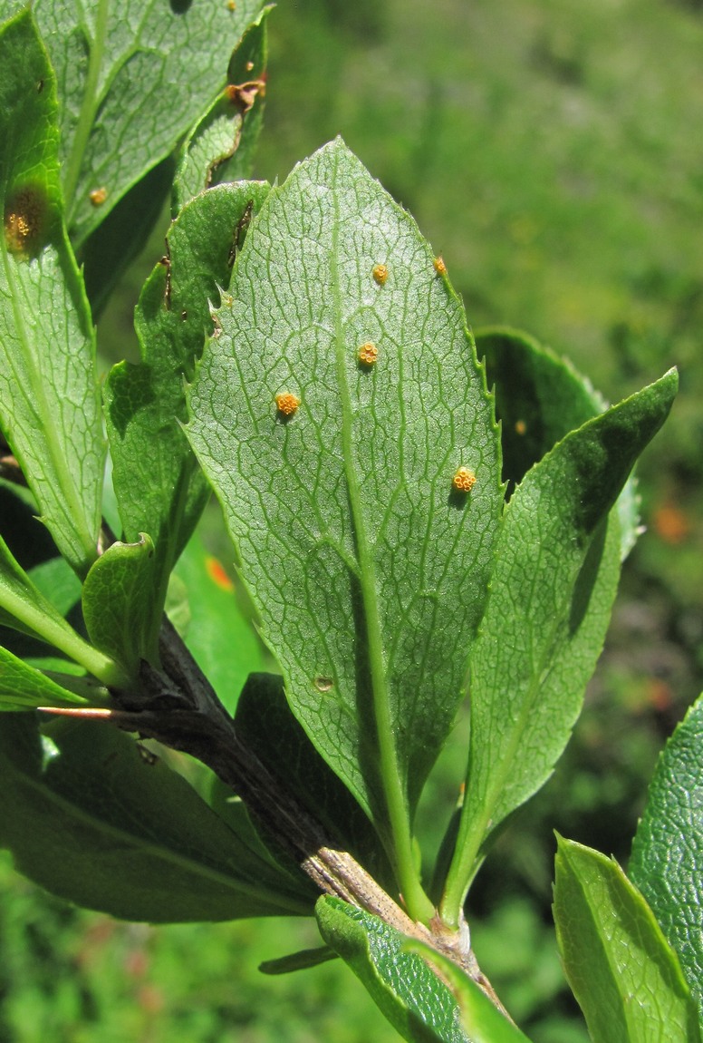 Image of Berberis vulgaris specimen.