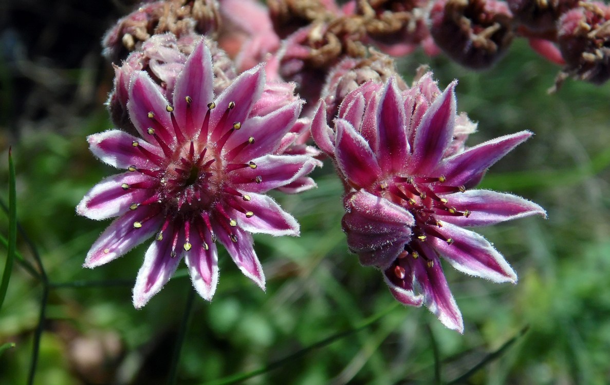 Изображение особи Sempervivum caucasicum.