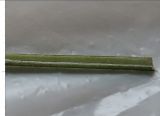 Scorzoneroides autumnalis. Часть стебля в разрезе. Ульяновск, Заволжский р-н, газон перед домом. 09.08.2016.