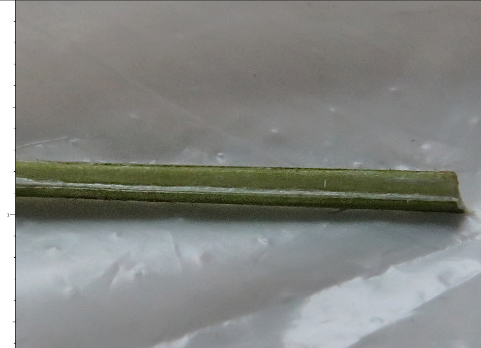 Image of Scorzoneroides autumnalis specimen.