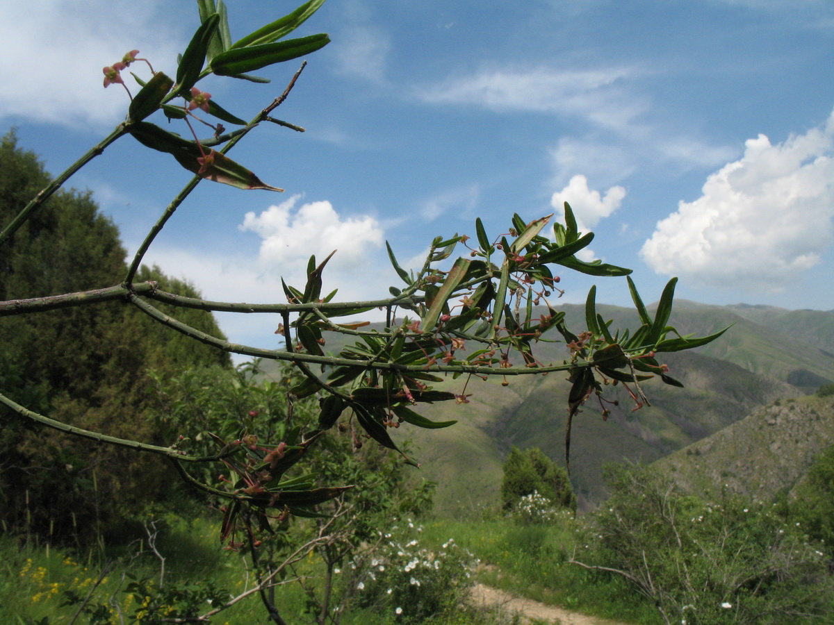 Image of Euonymus koopmannii specimen.