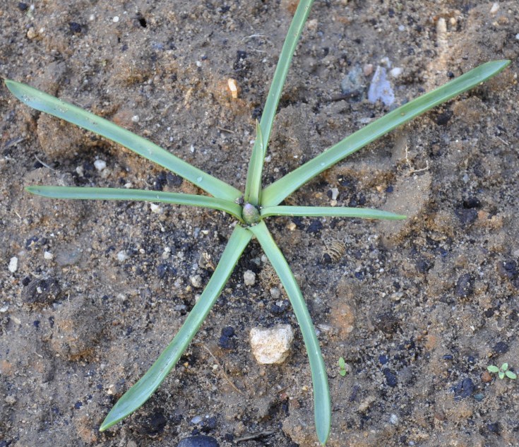 Image of Muscari armeniacum specimen.