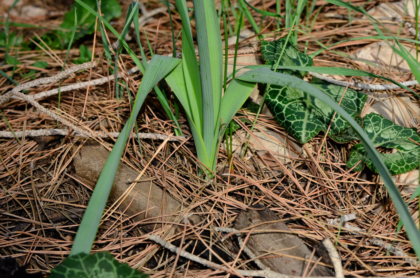 Image of Narcissus tazetta specimen.