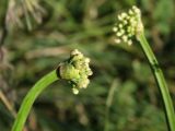 Allium spirale