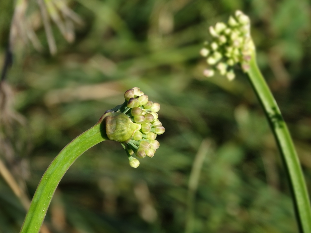 Image of Allium spirale specimen.