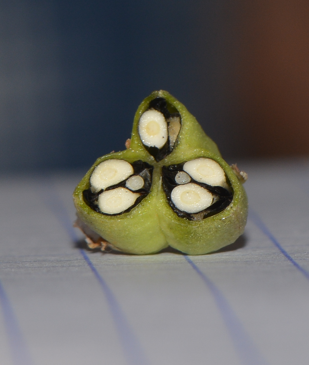 Image of Drimia aphylla specimen.