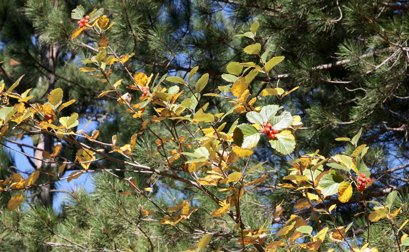 Изображение особи Sorbus taurica.