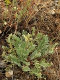 Oxytropis aulieatensis. Цветущее растение. Казахстан, Тянь-Шань, хр. Таласский, на каменистой осыпи левого борта каньона Коксай. 16.06.2016.