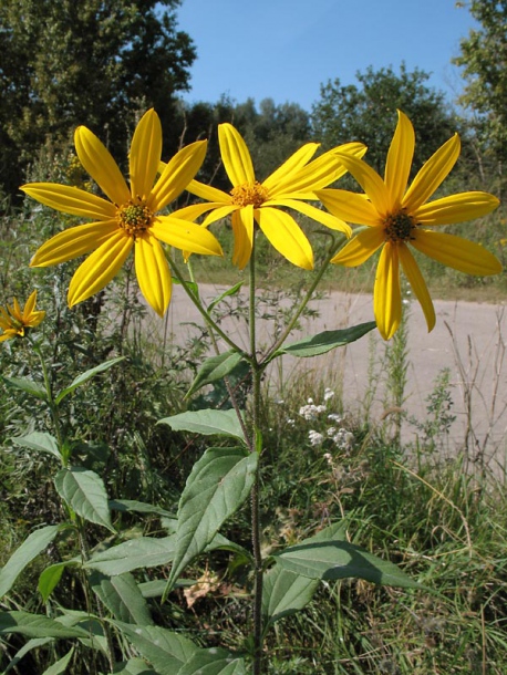 Image of Helianthus tuberosus specimen.