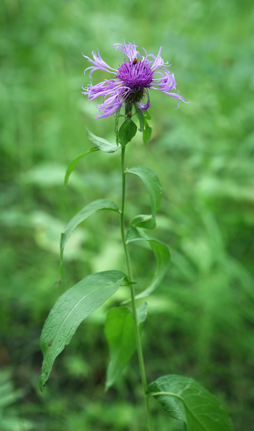 Image of Centaurea pseudophrygia specimen.