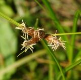 Bolboschoenus planiculmis